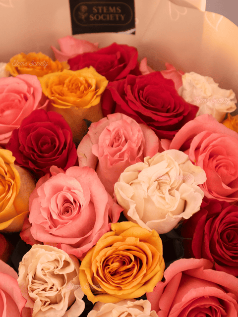 Capri Roses