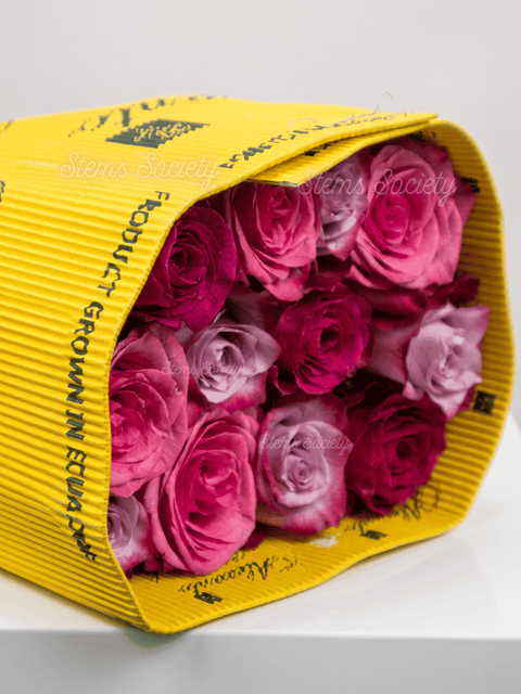 Fuchsia Roses