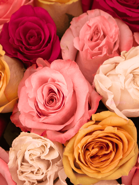 Capri Roses