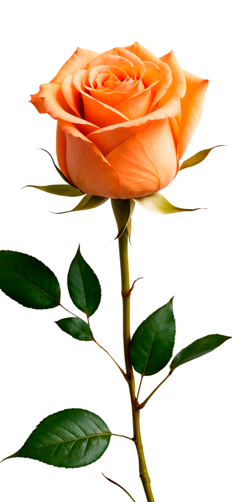 Colored Roses- 50 CM