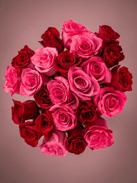 Red & Hot Pink Roses
