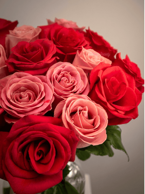 Pink & Hot Pink Roses