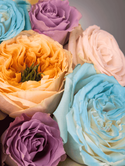 Garden Seashore Roses