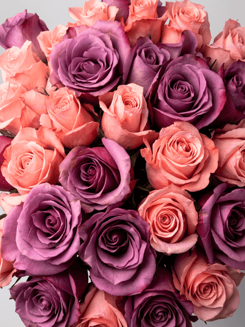 Pink & Purple Roses