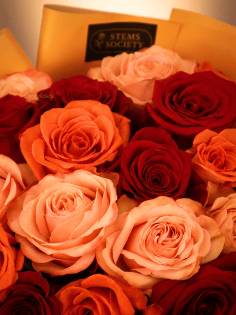 Garden Devotion Roses