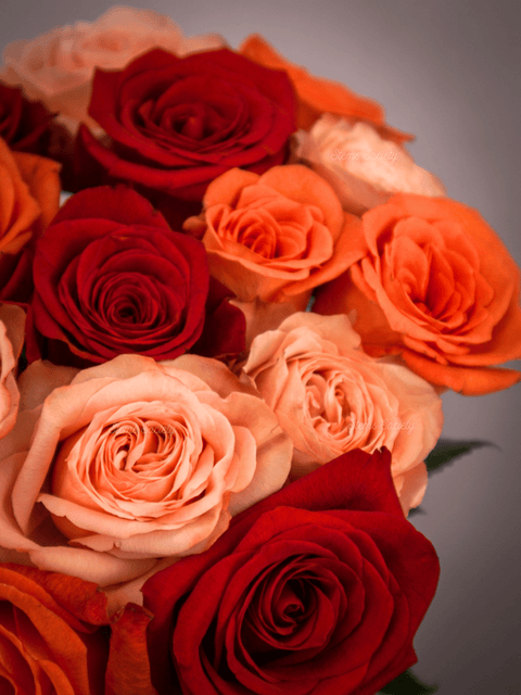 Garden Devotion Roses