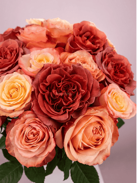 Garden Sorrento Roses