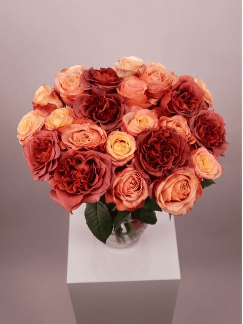 Garden Sorrento Roses