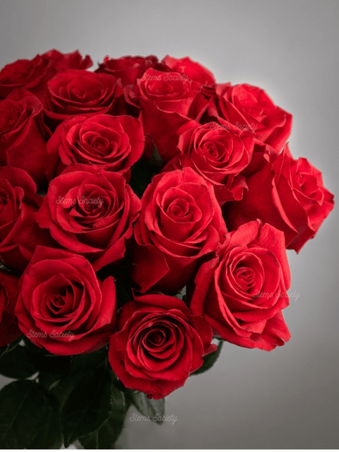 Hot Pink Roses