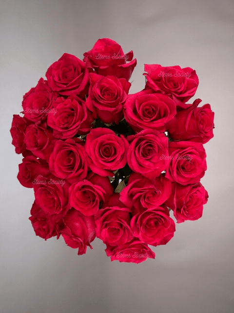 Hot Pink Roses