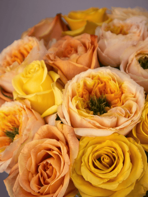 Garden Happy Roses