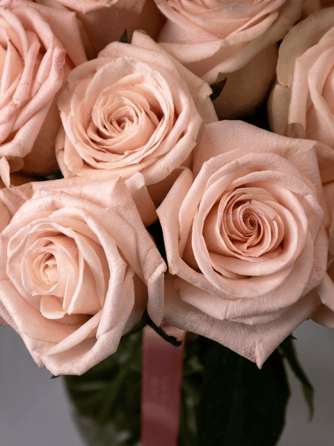 Light Pink Roses