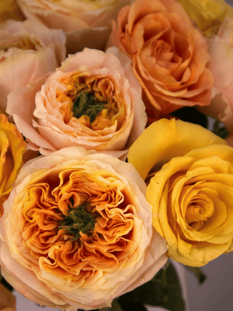Garden Happy Roses