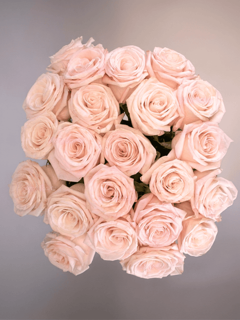 Light Pink Roses