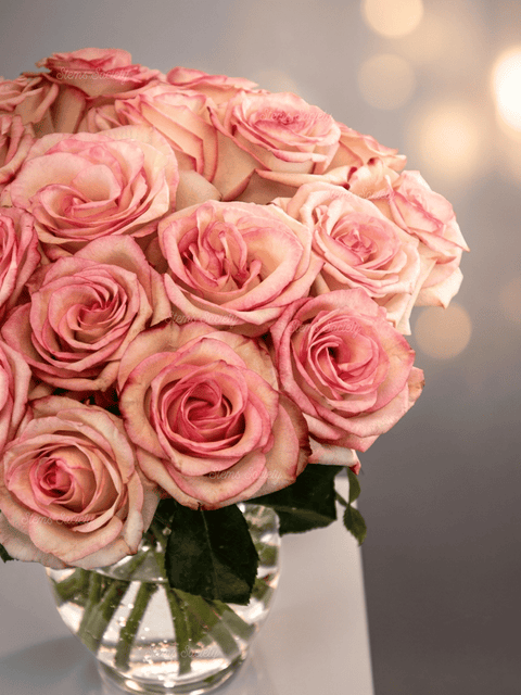 Super Light Pink Roses