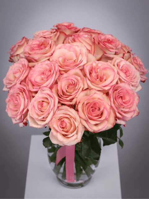 Super Light Pink Roses