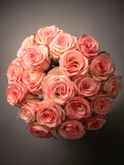 Super Light Pink Roses