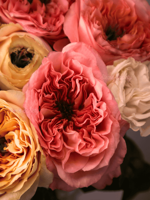 Garden Pink & Melon Roses
