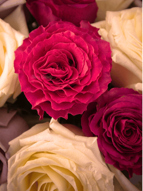 Palette #3 Roses