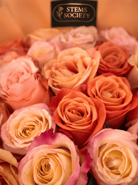 Peach Deluxe Roses