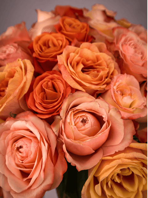 Peach Deluxe Roses