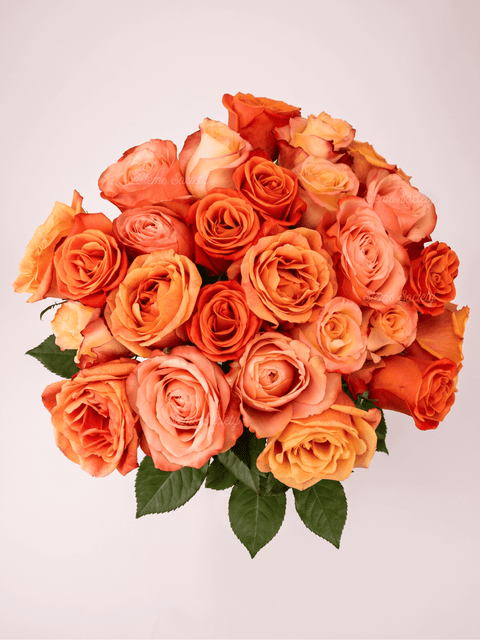 Peach Deluxe Roses