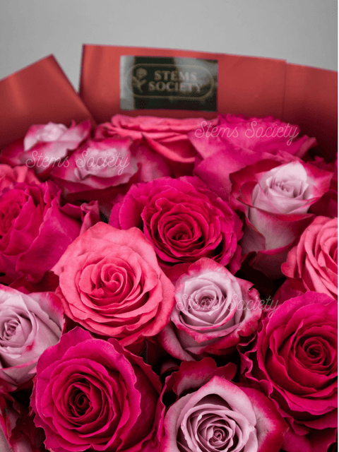 Fuchsia Roses