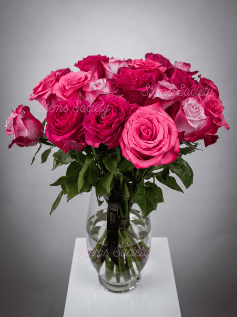 Fuchsia Roses