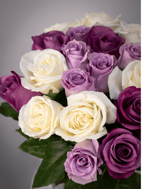 Purple Tones Roses