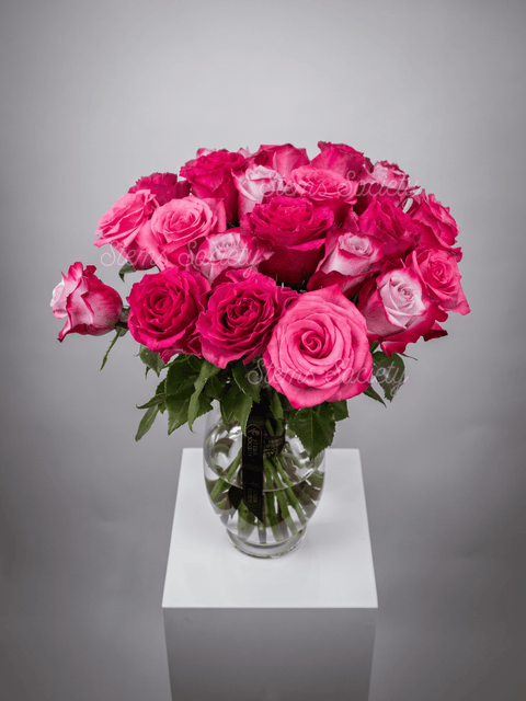 Fuchsia Roses