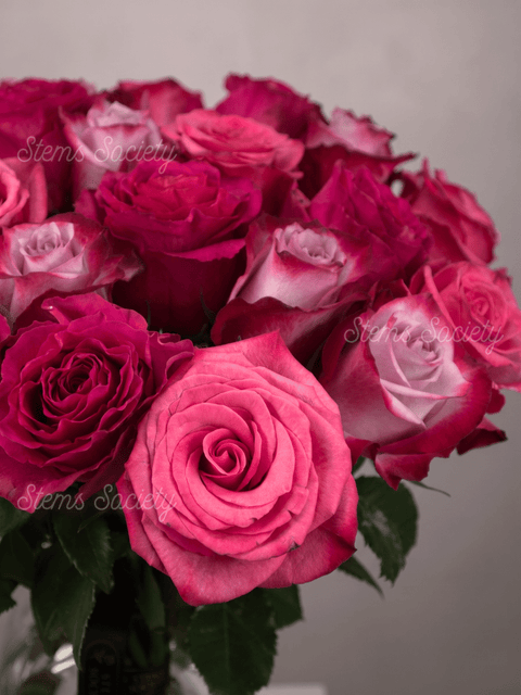 Fuchsia Roses