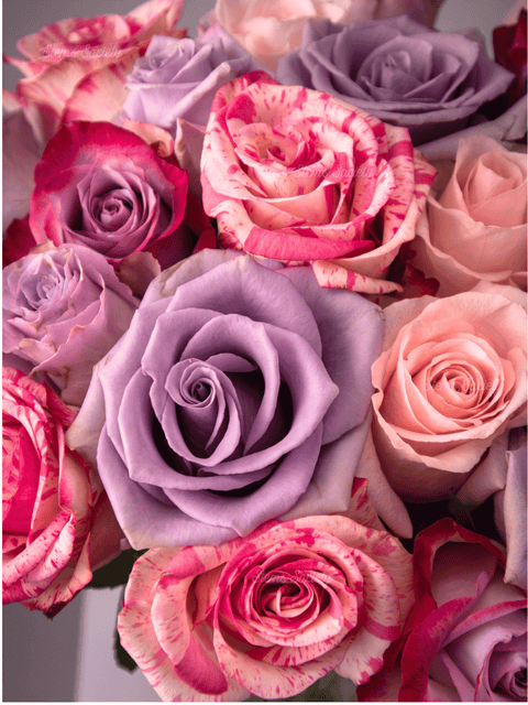 Lavender Deluxe Roses