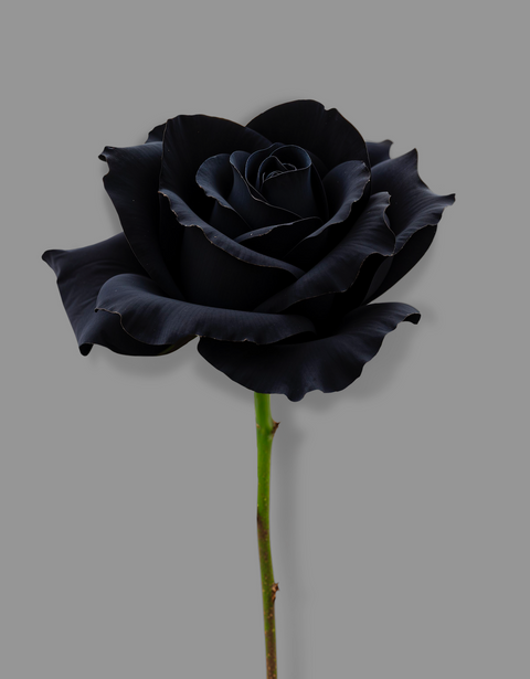 Enhanced Colored Roses- 40 CM